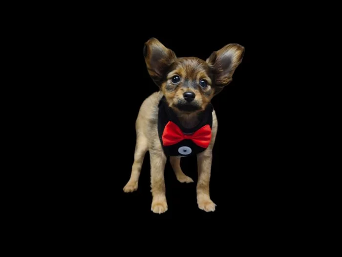 Ruský toy dlouhosrstý ze Cvrčovic - Eros-Odysseus