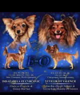 Ruský toy dlouhosrstý ze Cvrčovic - Eros-Odysseus