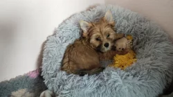 Jorkšírský teriér Golddust s pp