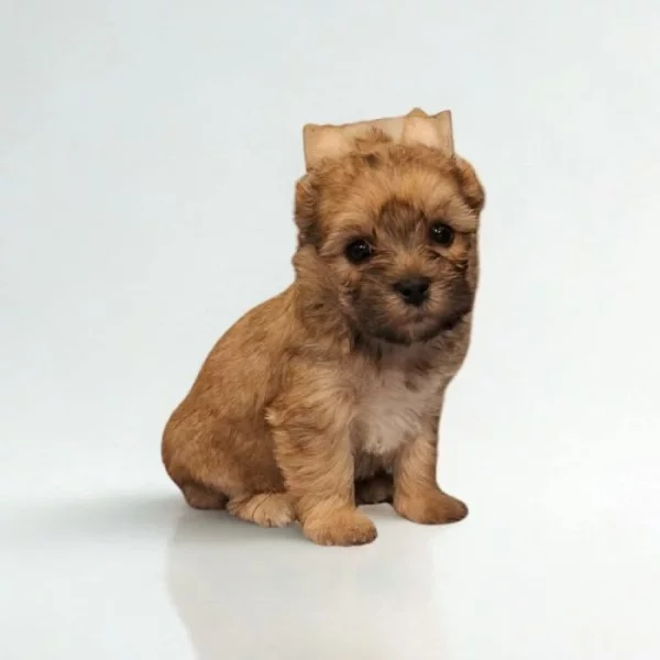 Jorkšírský teriér Golddust s pp