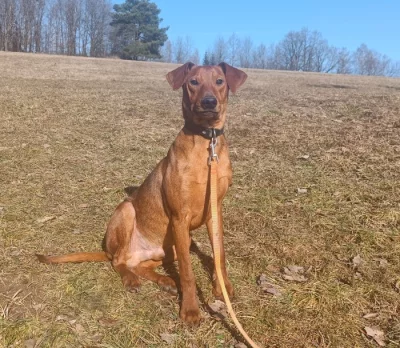 Německý pinč - štěňata s PP