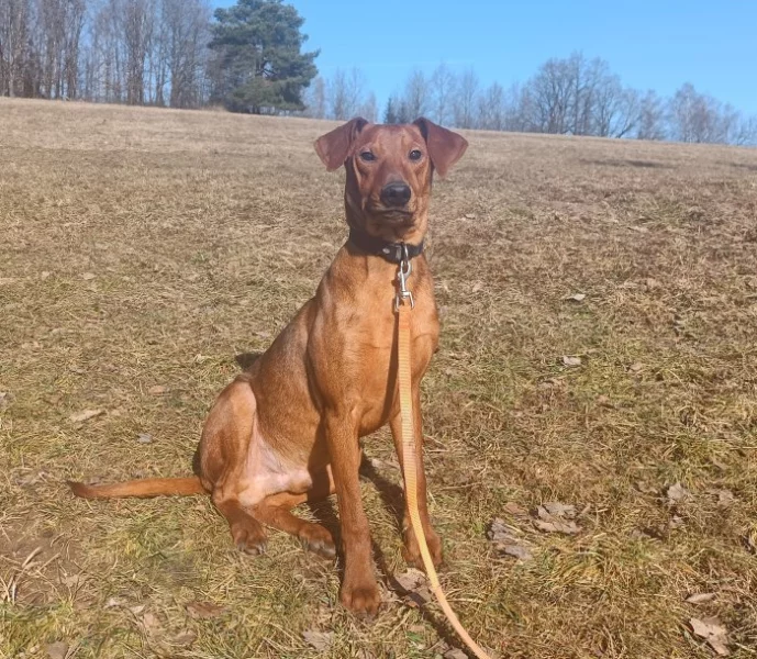 Německý pinč - štěňata s PP