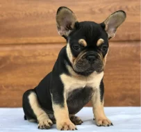 Štěňata francouzského buldoka od AKC