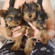 Štěňata Yorkshire Terrier