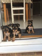 Štěňata Yorkshire Terrier