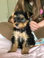 Štěňata Yorkshire Terrier