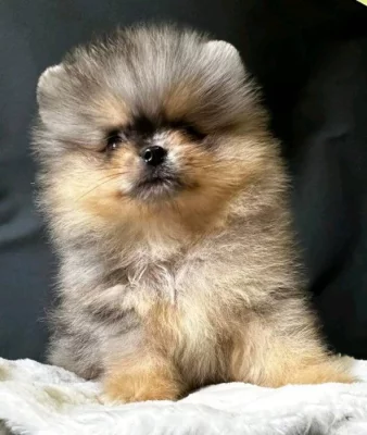 pomeranian