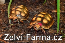 SUCHOZEMSKÉ ŽELVY UHLÍŘSKÉ – vlastní odchov!