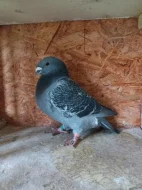 Americké výstavní