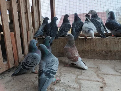 Americké výstavní