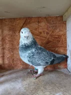 Americké výstavní