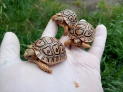 SUCHOZEMSKÉ ŽELVY PARDÁLÍ – vlastní odchov!