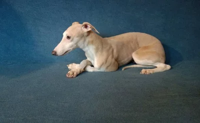 Whippet /Vipet/ - pejsek bez pp