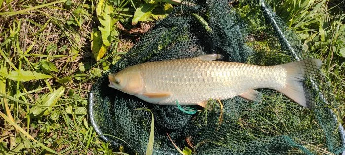 Prodám Candáta a Amura