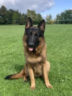 německý ovčák štěňátka s PP