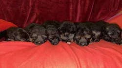 německý ovčák štěňátka s PP