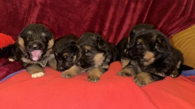 německý ovčák štěňátka s PP