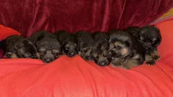německý ovčák štěňátka s PP