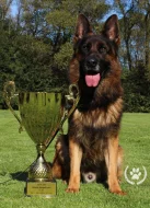 německý ovčák štěňátka s PP