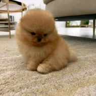 Nabízíme k prodeji pomeraniana.