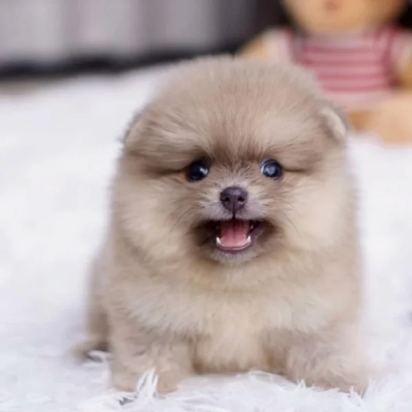 Nabízíme k prodeji pomeraniana.