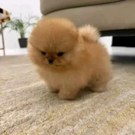 Nabízíme k prodeji pomeraniana.