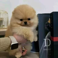 Nabízíme k prodeji pomeraniana.