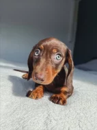 Jezevčík štěňata