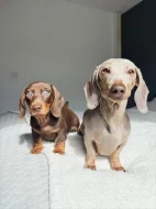 Jezevčík štěňata