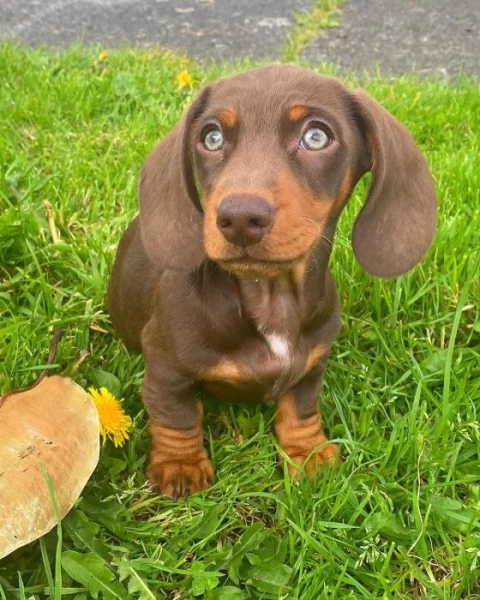 Jezevčík štěňata