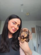 Jezevčík štěňata