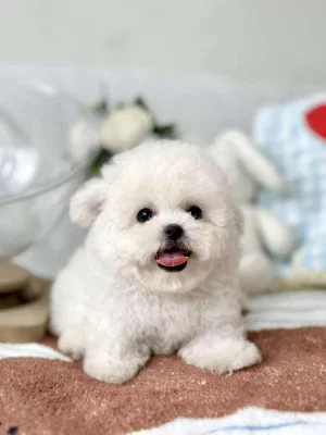 Bišonek nyní k dispozici