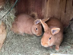 Burgundský králík (samci i samice)