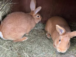 Burgundský králík (samci i samice)