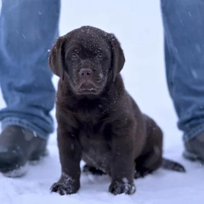 Čistokrevný labrador