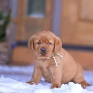 Čistokrevný labrador