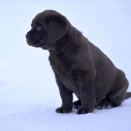 Čistokrevný labrador