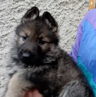 Německý ovčák štěnata s pp