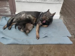 Německý ovčák štěnata s pp