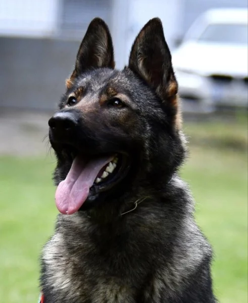 Německý ovčák štěnata s pp