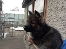 Německý ovčák štěnata s pp