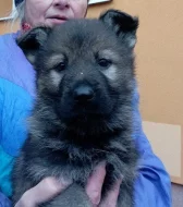 Německý ovčák štěnata s pp