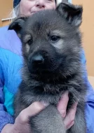 Německý ovčák štěnata s pp