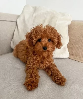 K dispozici krásné štěně pudla