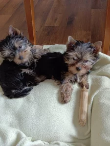 Yorkshirský teriér štěňata s pp