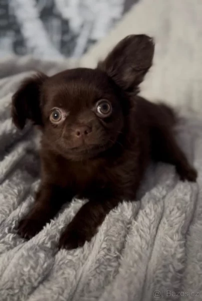 Čivava dlouhosrstá čoko