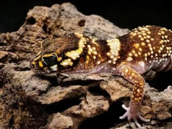 Výprodejová akce – Underwoodisaurus milii – Pagekon miliův ¬