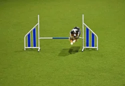 Štěně austalského ovčáka s PP