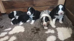 Štěně austalského ovčáka s PP