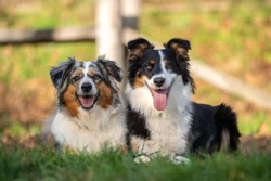 Štěně austalského ovčáka s PP